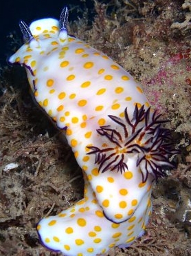 Photo: O. Lereman; See note in Sea Slug Forum